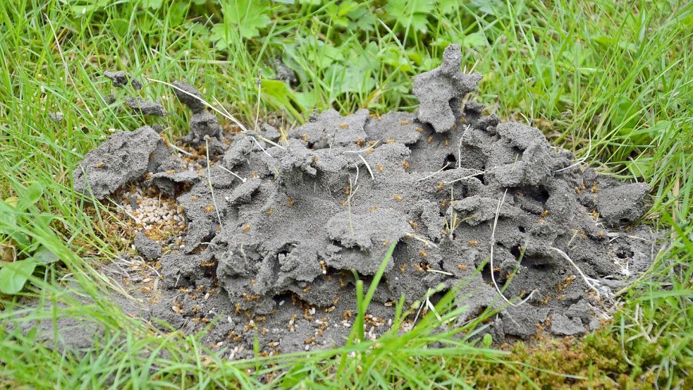 Ameisen im Rasen können unschöne Hügel verursachen. Foto: imago/blickwinkel