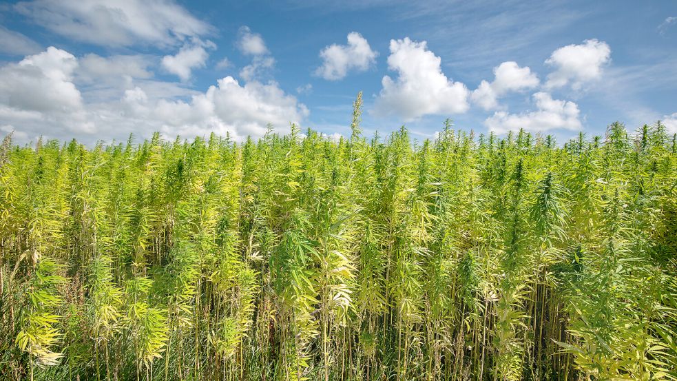 Eine Marihuana-Plantage in den Niederlanden sorgt für gesundheitliche Probleme der Anwohner. Foto: imago images/blickwinkel