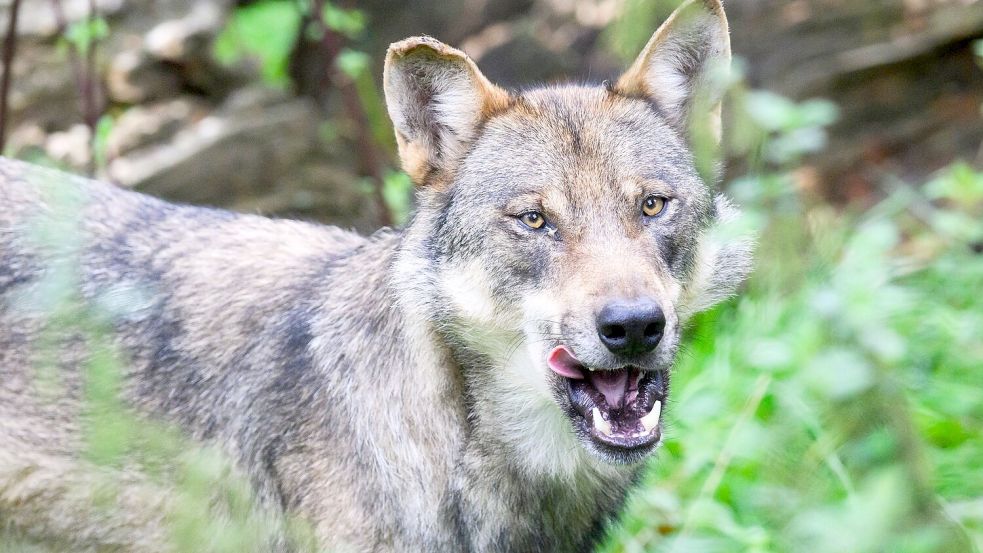 Ein Wolf aus dem Wisentgehege Springe. Foto: Julian Stratenschulte/dpa