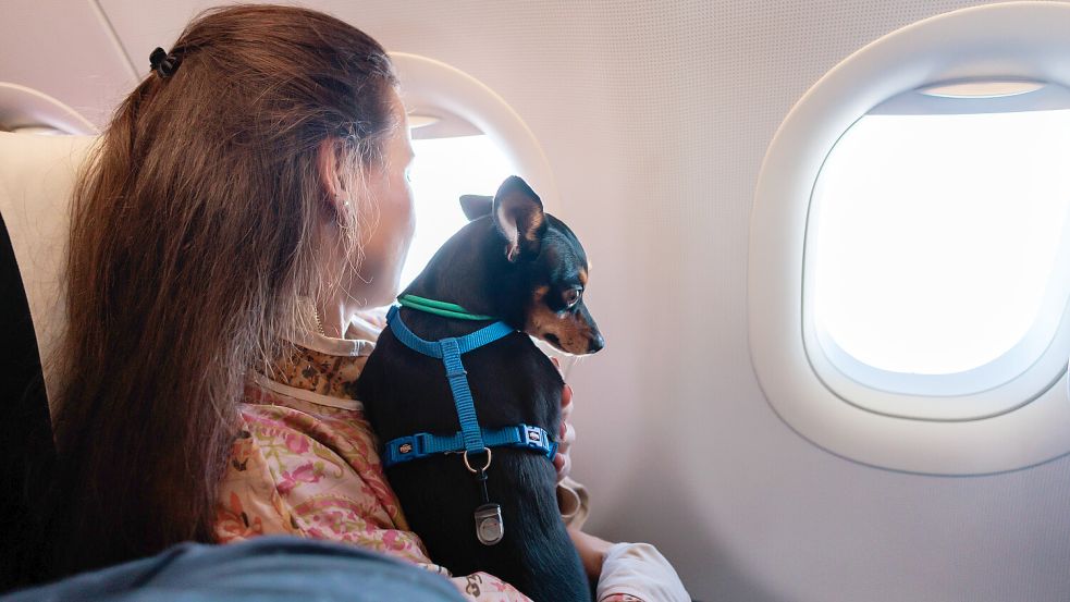 Hunde durften bislang mit ins Passagierflugzeug - das ist zumindest mit Ziel USA vorerst verboten. Foto: IMAGO/Pond5 Images