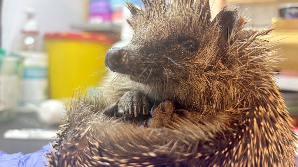 Dieser kleine Kerl wird auf einer Pflegestelle betreut und erholt sich von der schweren Schnittverletzung, die vermutlich durch einen Rasentrimmer entstanden ist. Foto: Gettkowski