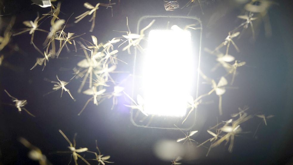 Mücken werden von Licht angelockt, glauben viele Menschen. Aber stimmt das auch? Foto: IMAGO/Chempic