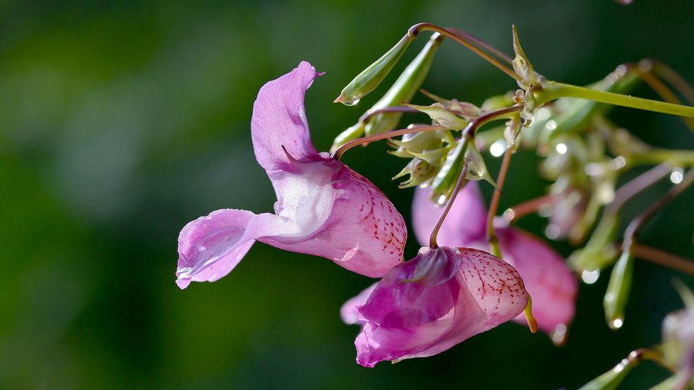 Vorsicht, invasiv: Das Drüsige Springkraut sieht schön aus, verdrängt aber heimische Arten wie das Buschwindröschen. Foto: imago images/Shotshop
