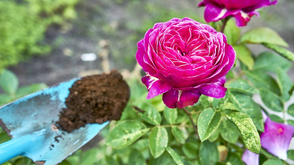 Viele Gartenfreunde nutzen übriggebliebenen Kaffee als Alternative zu herkömmlichem Pflanzendünger. Foto: Imago/Martin Bäuml Fotodesign