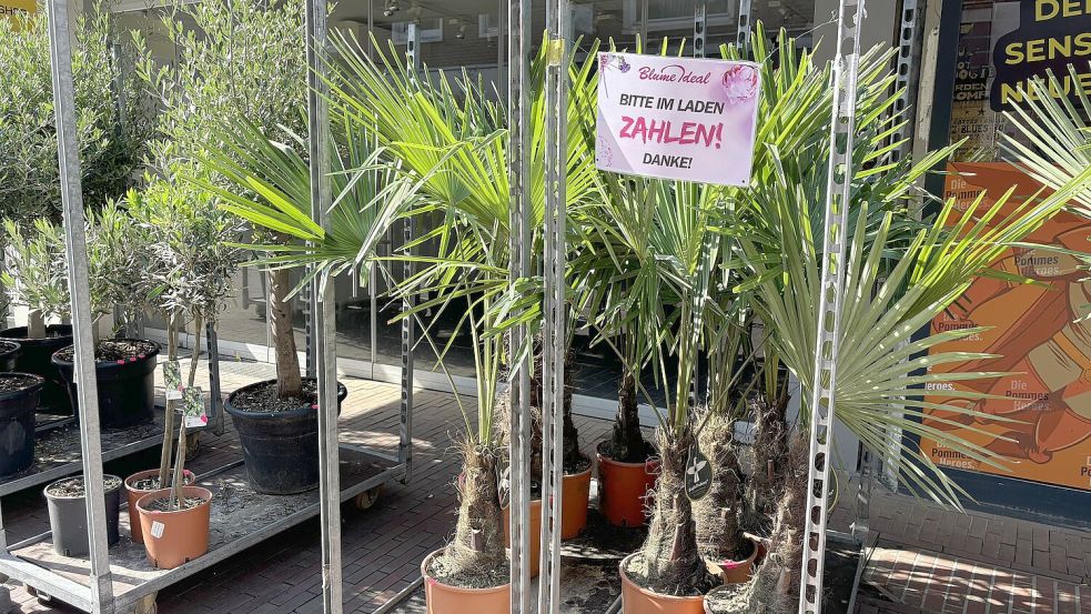 Hier werden die Kunden noch freundlich erinnert, die Ware im Laden zu bezahlen: Olivenbäume und Palmen vor der Blumen Ideal-Filiale in der Fußgängerzone Zwischen beiden Sielen. Foto: Schuurman