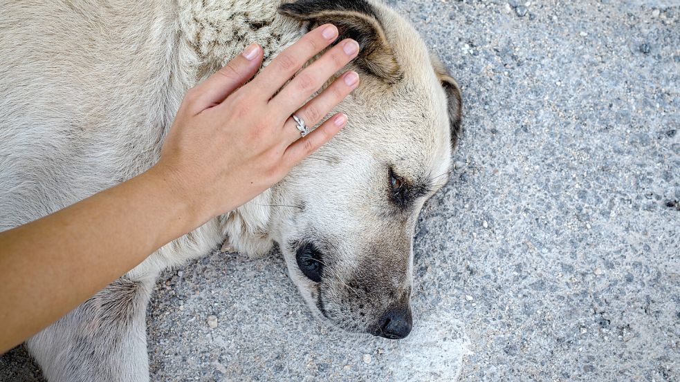 Straßenhunde einfach anfassen? Der Tierschutzbund erklärt, was Sie beachten sollten. Foto: IMAGO/Middle East Images