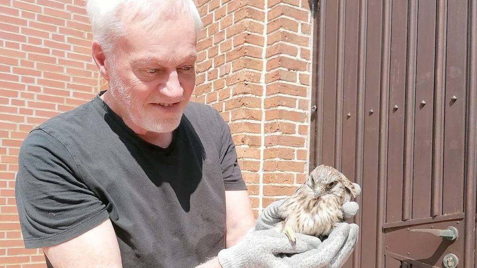 Vorsichtig und mit Handschuhen hält Karl-Heinz Brinkmann von der Nabu-Ortsgruppe Saterland den jungen Turmfalken, der sich etwas zu früh aus seinem Nest im Turm der Strücklinger Georgskirche gewagt hatte. Foto: privat
