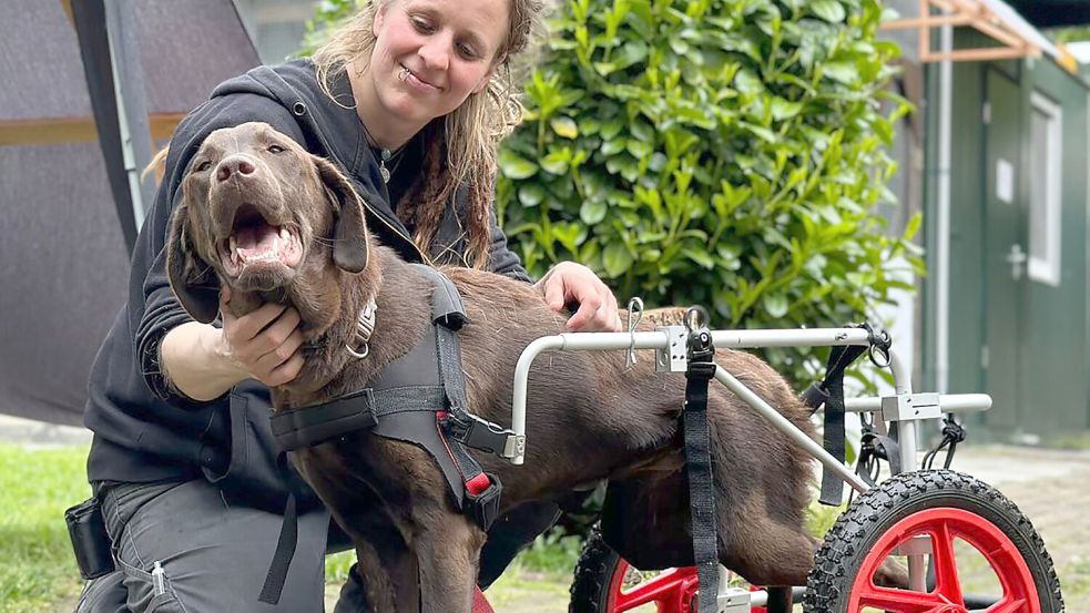 „Flitze-Freeda“: Auch das Herz von Tierheimleiterin Franka Thun konnte die liebe Hündin im Sturm erobern. Mit ihrem Rollstuhl rennt sie trotz Handicap umher. Archivfoto: Wimberg