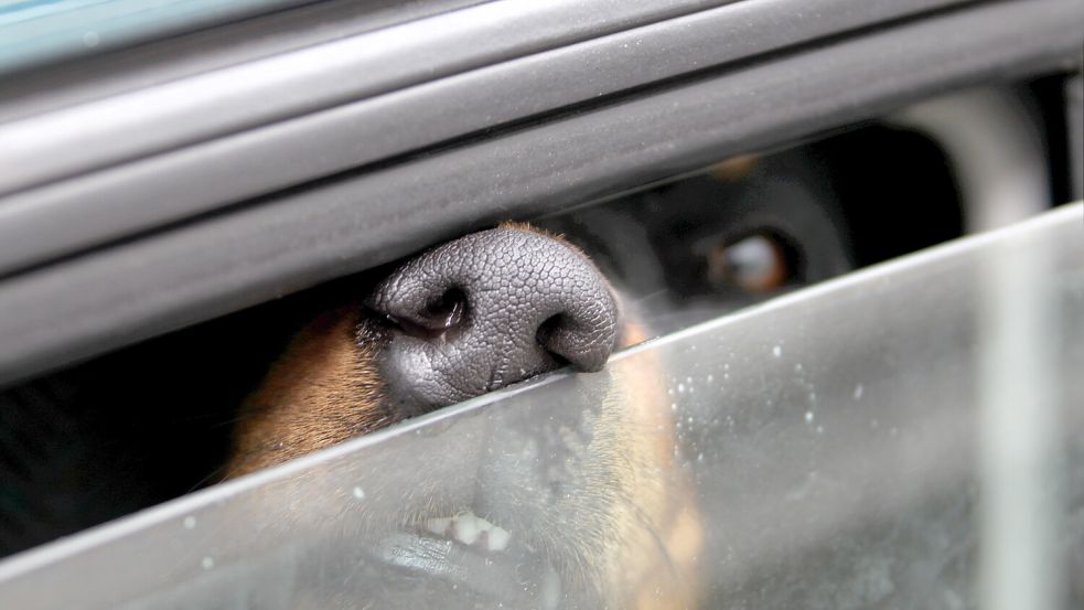 Fenster runter und mal eben schnell in den Laden huschen? Das kann für Mensch und Tier bei Hitze schnell lebensbedrohlich werden. Symbolfoto: Jansen/dpa
