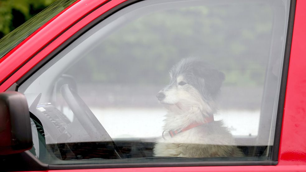 Im Auto wird es viel schneller heiß als man denkt. Symbolfoto: Hildenbrand/dpa
