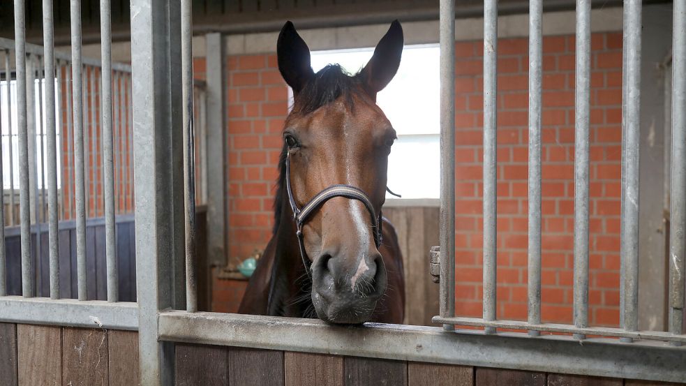 Pferd „Fahri“ steht in einer Box. Er war schon dreifacher Landessieger bei Turnieren. Foto: Romuald Banik
