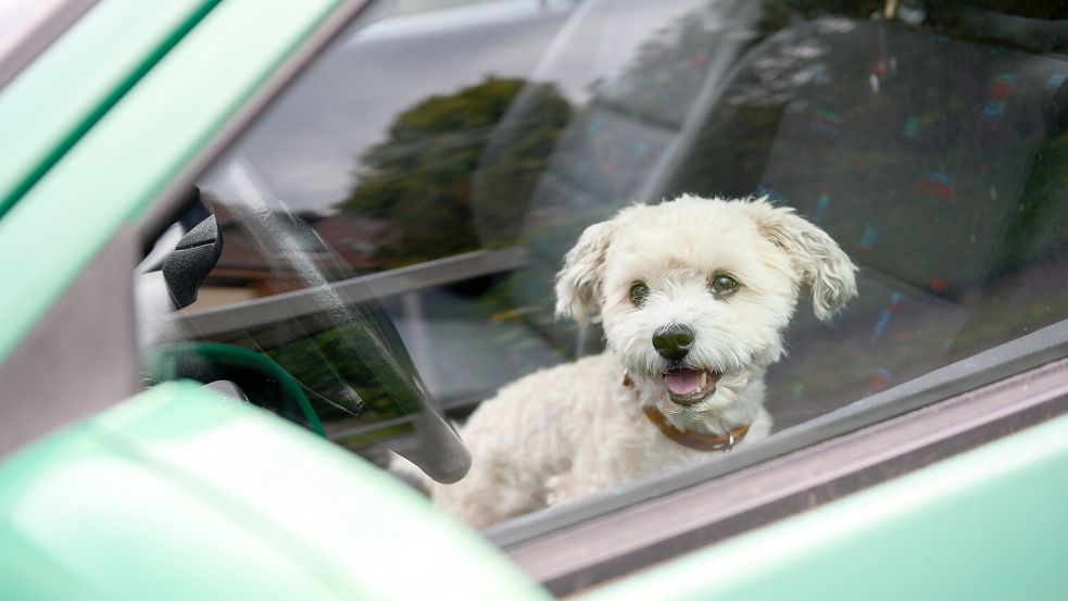 Im Sommer sollten Hunde und Katzen auf keinen Fall im Auto gelassen werden – wie schnell ein Wagen sich aufheizt, wird oft unterschätzt. Foto: dpa