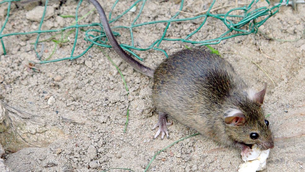 Ratten sind Allesfresser. Foto: privat