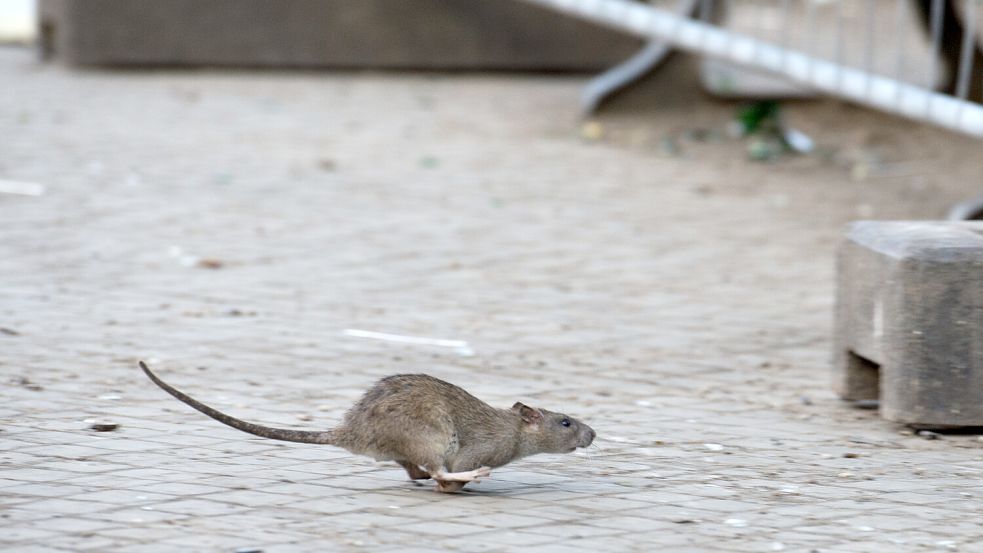 Ratten sind selten tagsüber unterwegs. Foto: privat
