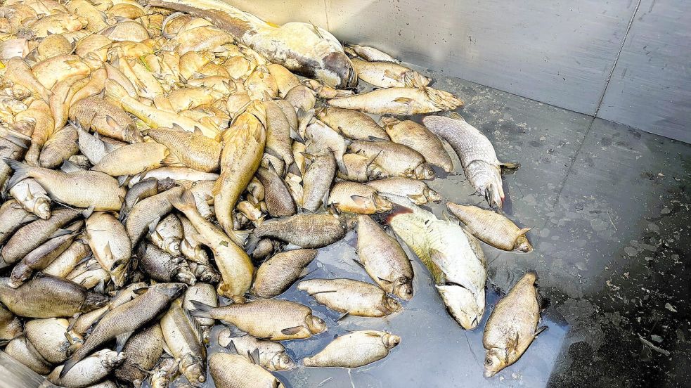 Einen Container hat der Verein für die verendeten Tiere geordert. Foto: Vogt