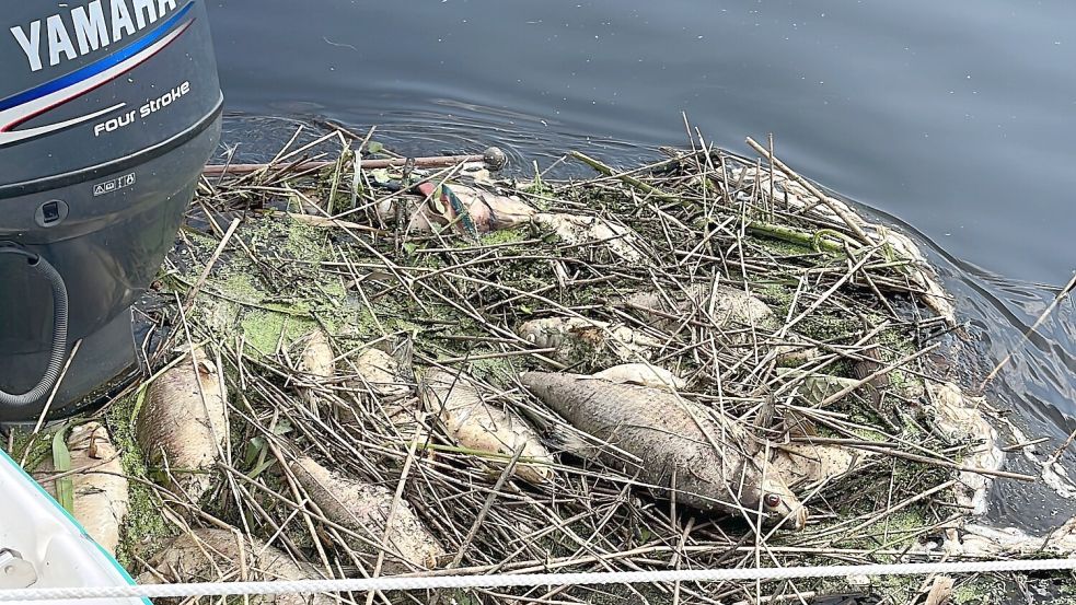 Die verendeten Tiere werden eingesammelt. Foto: Fischereiverein Altes Amt Stickhausen