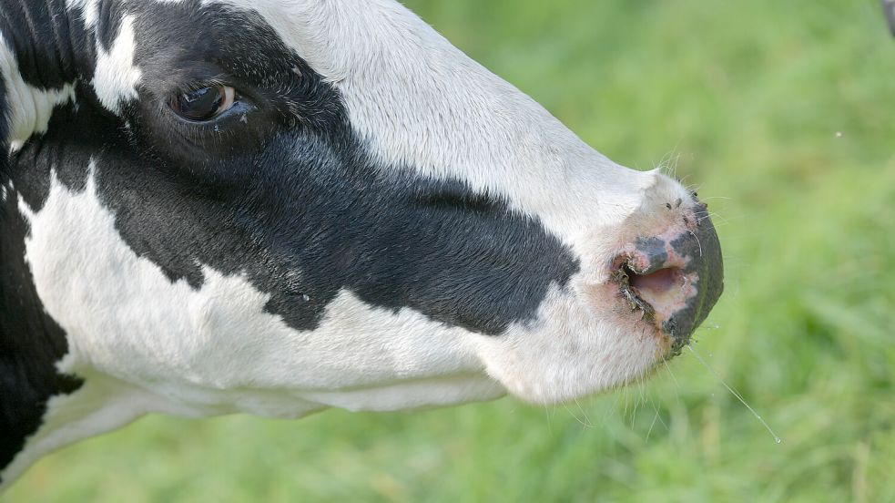 Erkrankte Kühe leiden oft unter Fieber, Schmerzen und Läsionen am Maul. Foto: Ortgies