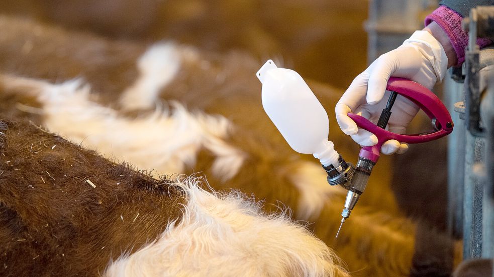 Eine Veterinärin impft ein Jungtier gegen die Blauzungenkrankheit. Foto: Fabian Sommer/dpa