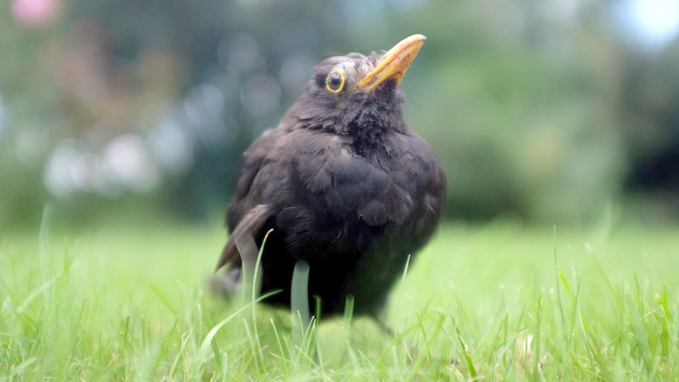 Eine erkrankte Amsel hockt im Gras. Foto: DPA