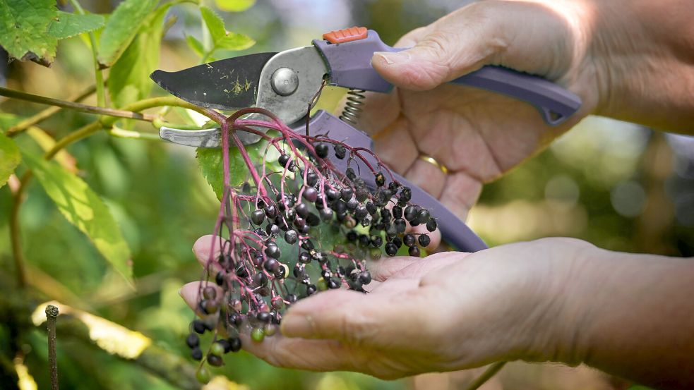 Holunderbeeren können von August bis September in Deutschland geerntet werden - so werden sie richtig zubereitet. Foto: IMAGO/Zoonar