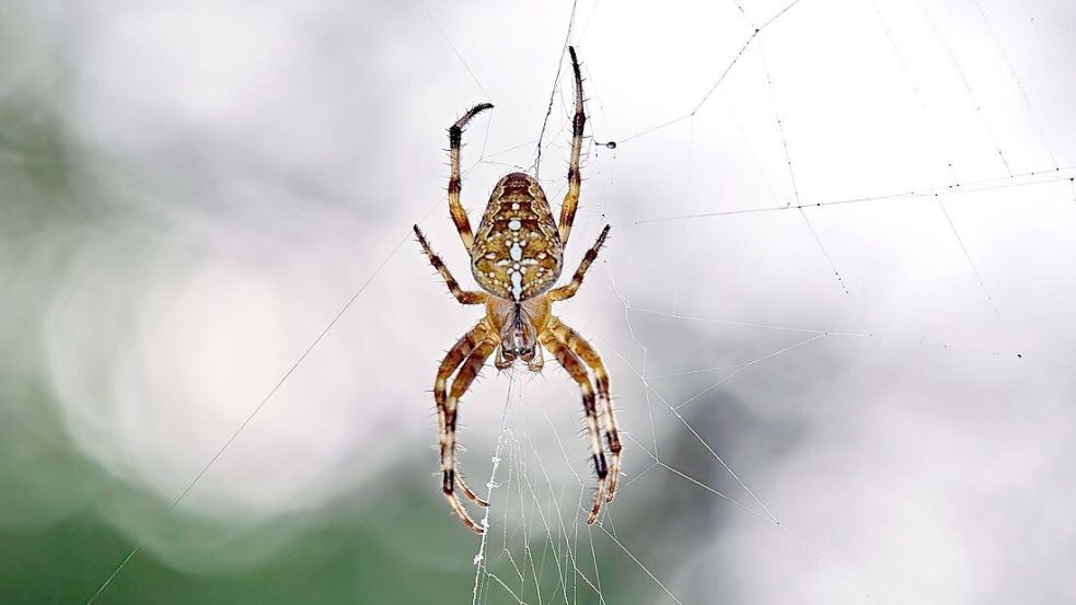 Es wird wieder kälter und feuchter: Kreuzspinnen verirren sich im Herbst manchmal auch in unsere Häuser. Foto: imago images/STAR-MEDIA