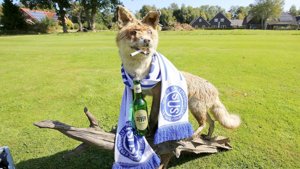 Die Zigarette trägt Jonny Fuchs nur für das Foto. Seit April ist der ausgestopfte Fuchs das inoffizielle Maskottchen der Fußballer von Spiel und Sport Strackholt und inzwischen Nichtraucher. Foto: Böning