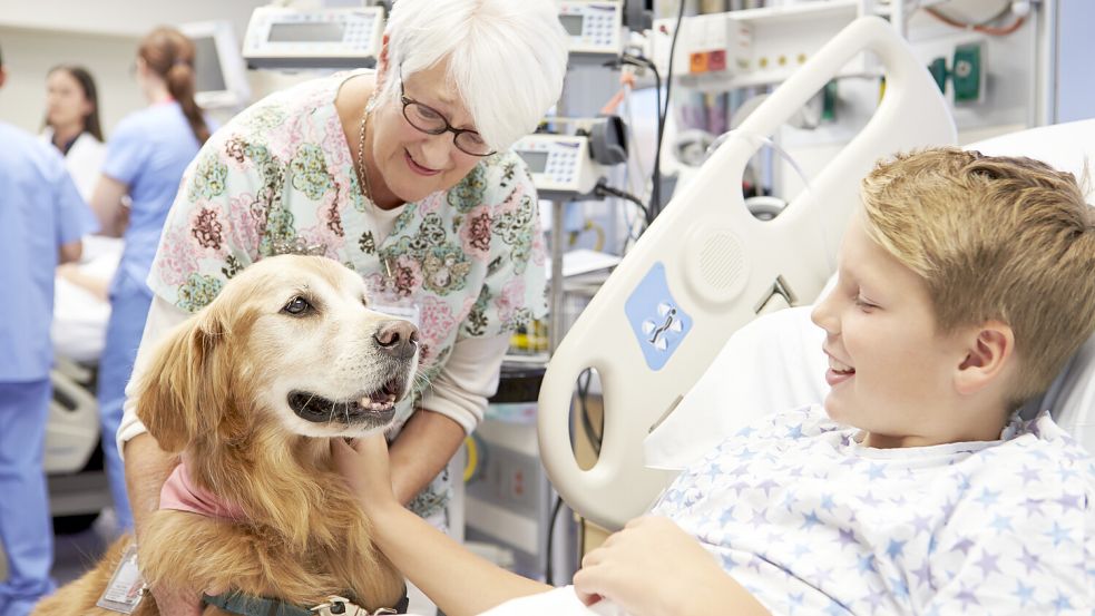 Therapiehunde kommen auch in Krankenhäusern zum Einsatz: Eine neue Studie bestätigt, dass sich das lohnt. Foto: IMAGO/ingimage
