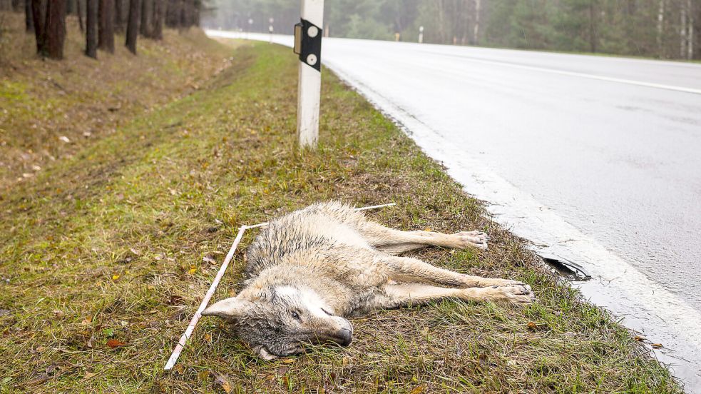 „Wolfsmanagement“: Der überwiegende Teil der in Deutschland getöteten Wölfe stirbt im Straßenverkehr. Foto: Kay-Uwe Hartleb/Landesamt für Umwelt