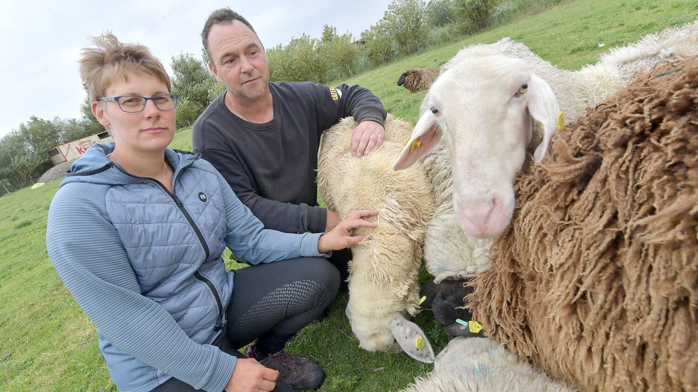 Anne und Dennis Bonsemeyer machen sich Sorgen um ihre Schafe – und um ihre Zukunft. Foto: Ortgies
