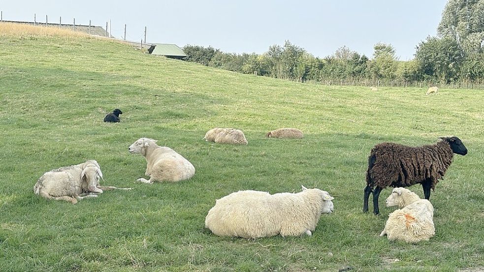 Den Schafen auf dem Hof der Bonsemeyers in Petkum ging es schlecht. Foto: Kubassa