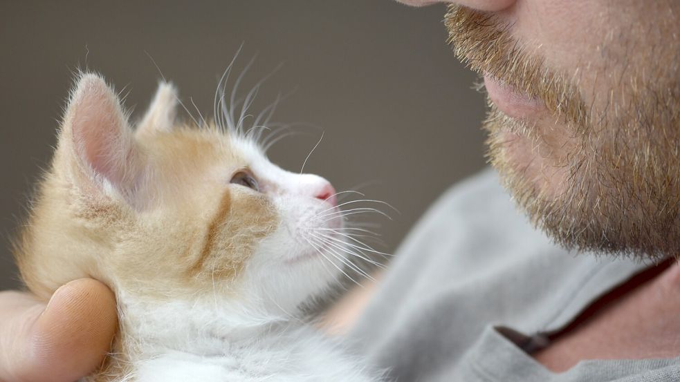 Wer Katzen aufnehmen möchte, kann sich unter anderem bei den Verantwortlichen des Tierheims Stapelmoor melden. Symbolfoto: Pixabay