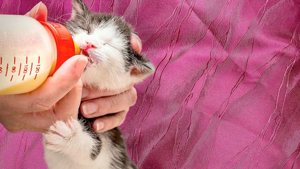 Junge Katzen müssen häufig mit der Flasche aufgezogen werden. Symbolfoto: Pixabay