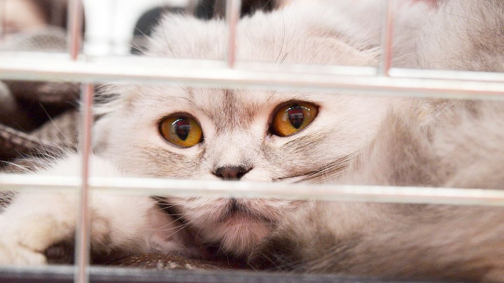Viele Katzen suchen derzeit im Kreis Leer ein neues Zuhause. Symbolfoto: Pixabay