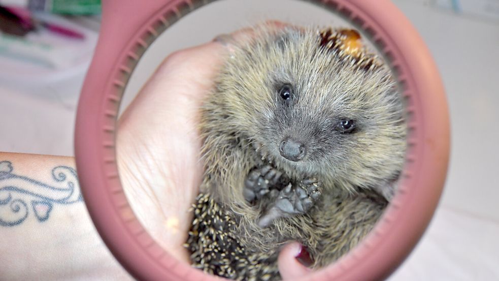 „Igel-Muddi" Ramona Fernandez untersucht einen Igel auf Parasiten. Das Foto ist 2021 entstanden. Foto: Ortgies/Archiv