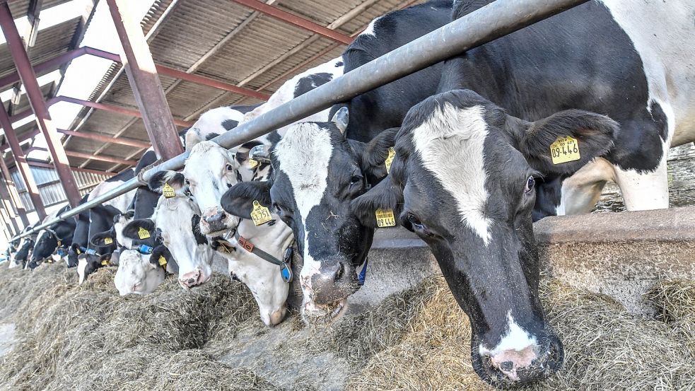 Etwa 200 Milchkühe leben auf dem Hof von Stefan Sweers in Wybelsum. Foto: Ortgies