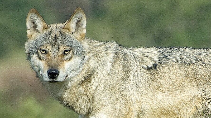 Die letzte bestätigte Wolfssichtung auf Norderney war am 19. August. Foto: Archiv