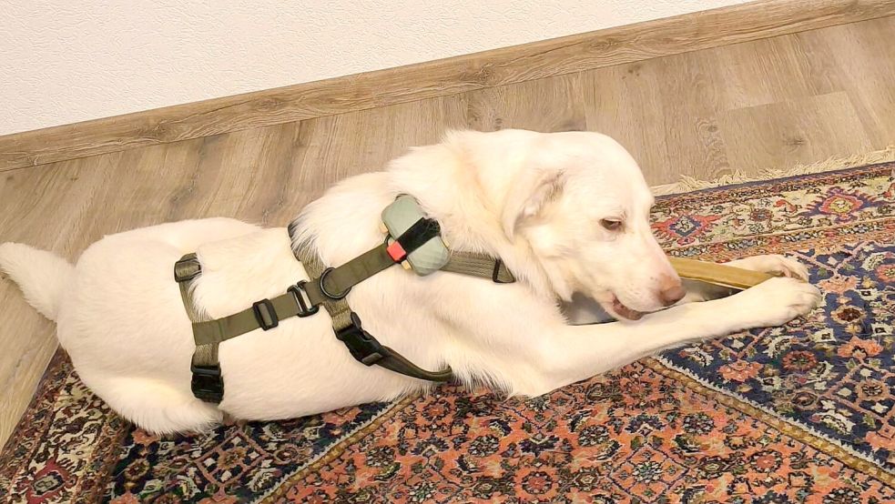 Nach ihrer mehr als ein Jahr dauernden Odyssee durch das Emsland und die Niederlande ist Hündin Dana nun seit vier Wochen zu Hause. Foto: Heidemarie Reitz