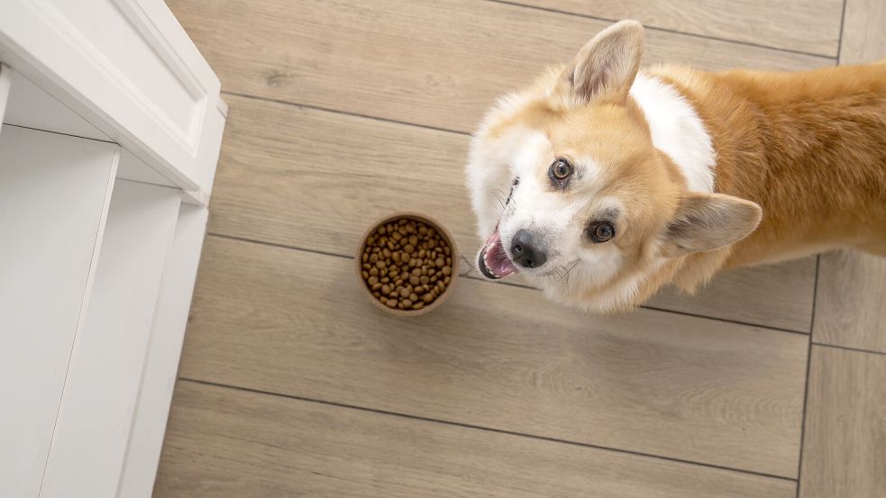 Laut Ökotest sind viele der 25 untersuchten Trockenfutter für Hunde empfehlenswert – drei fallen allerdings durch. Foto: IMAGO / Westend61