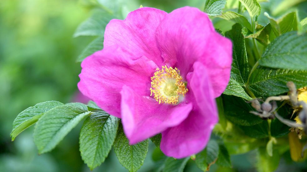 Die Kartoffel-Rose, auch „Adolf-Hitler-Rose“ genannt, ist vor allem an der Nordseeküste verbreitet. Foto: dpa/Andrea Warnecke