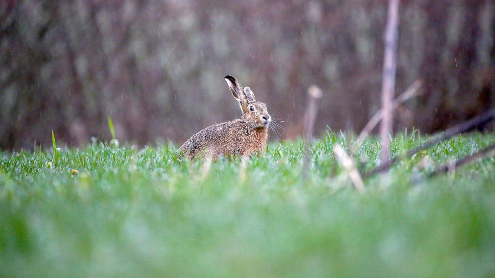 In ganz Niedersachsen ist die Zahl der Feldhasen zuletzt gestiegen. Im Bild ein gesundes Tier. Foto: DPA/Thomas Warnack