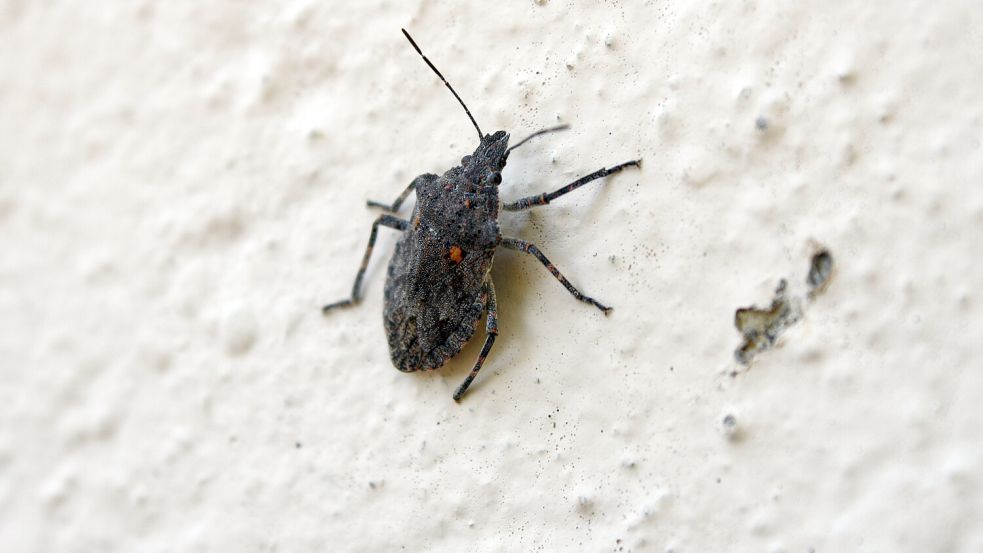 Harmlos, aber unangenehm: Stinkwanzen sind genau so, wie sie heißen. Foto: picture alliance / dpa