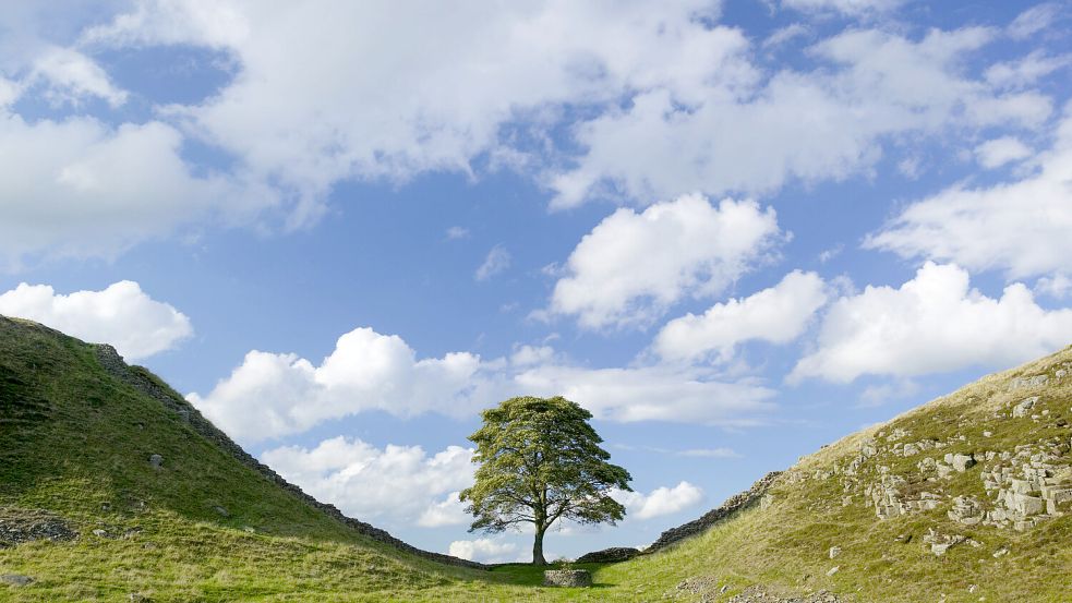 Im Norden Englands beginnt der Prozess gegen zwei Männer, die den berühmten Sycamore-Gap-Tree gefällt haben sollen. Foto: IMAGO/David Robertson