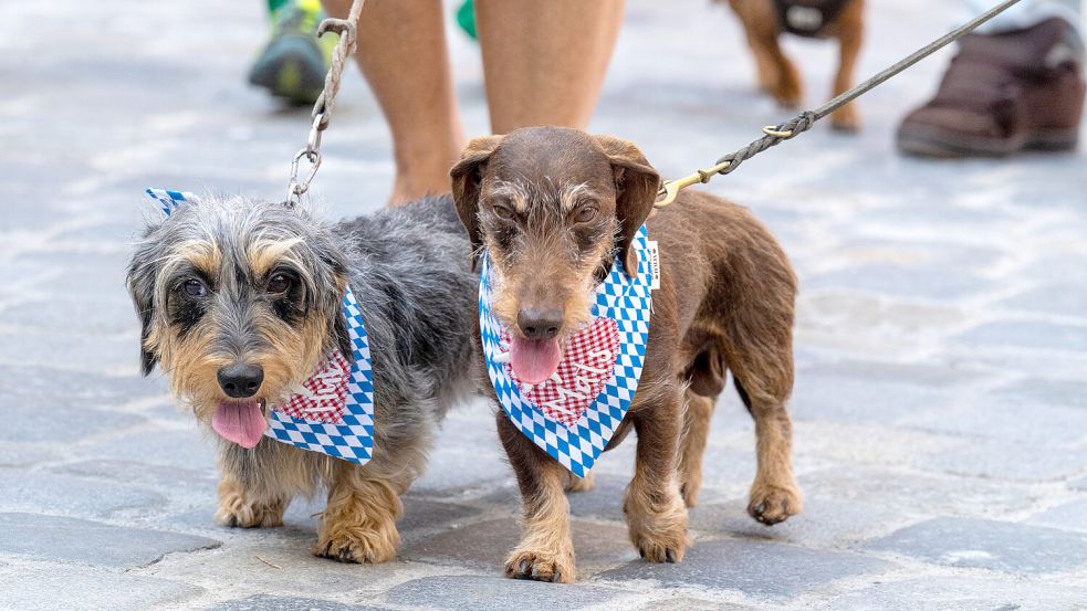 Für Hundebesitzer wird es künftig in der Stadt Aurich etwas teurer bei der Steuer. Foto: DPA