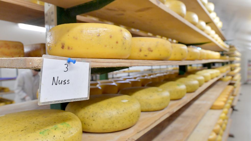 Der Käse lagert in langen Holzregalen und muss regelmäßig gewendet werden. Foto: Ortgies