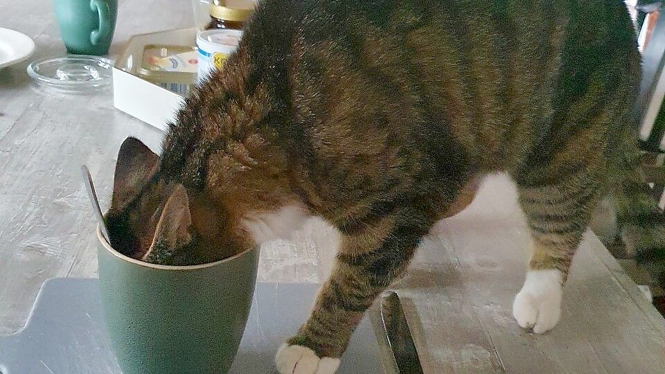 Auf frischer Tat ertappt: Räuberische Kater sind erfinderisch. Foto: Gettkowski