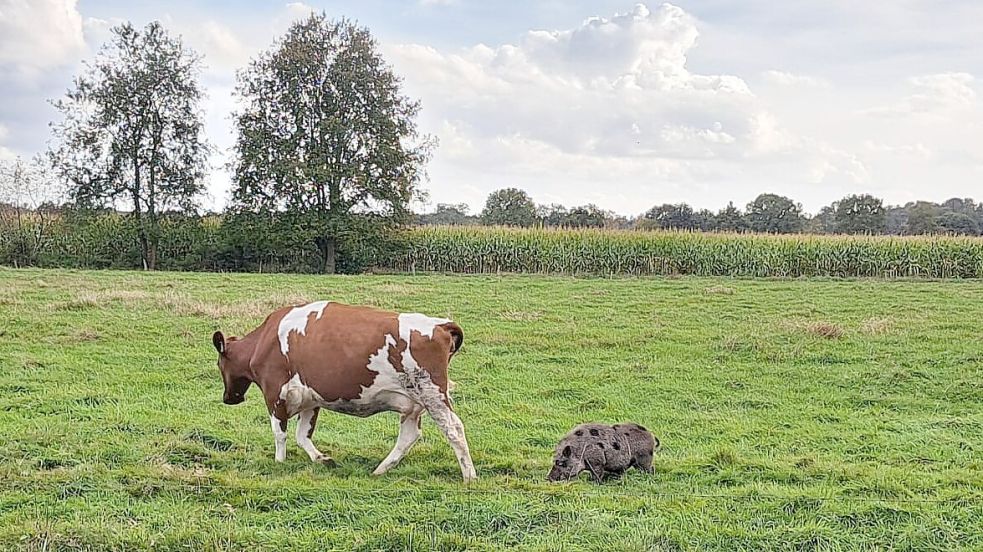 Dieses Hängebauchschwein sorgte in Rhauderfehn für viel Aufsehen. Es lebt nun bei Tierfreunden in einem benachbarten Landkreis. Foto: Privat