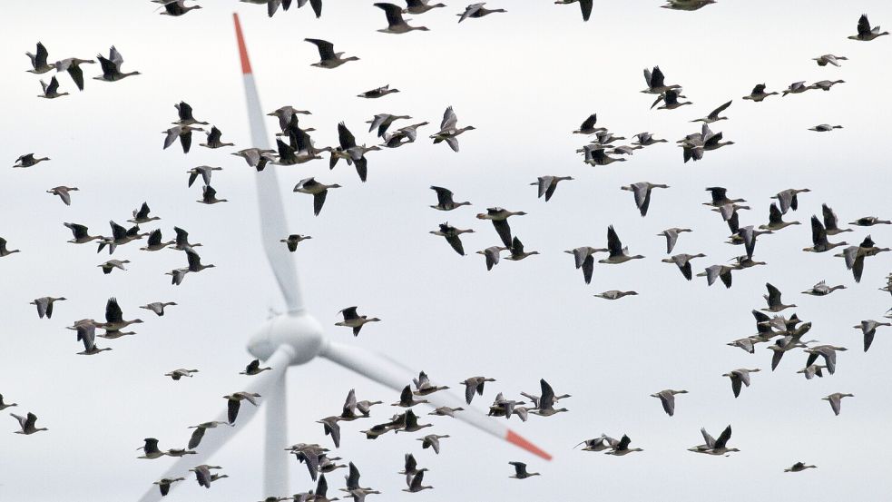 In Zugvogelhöhe: Windräder werden zunehmend zur Gefahr für Vögel. Foto: Patrick Pleul/dpa