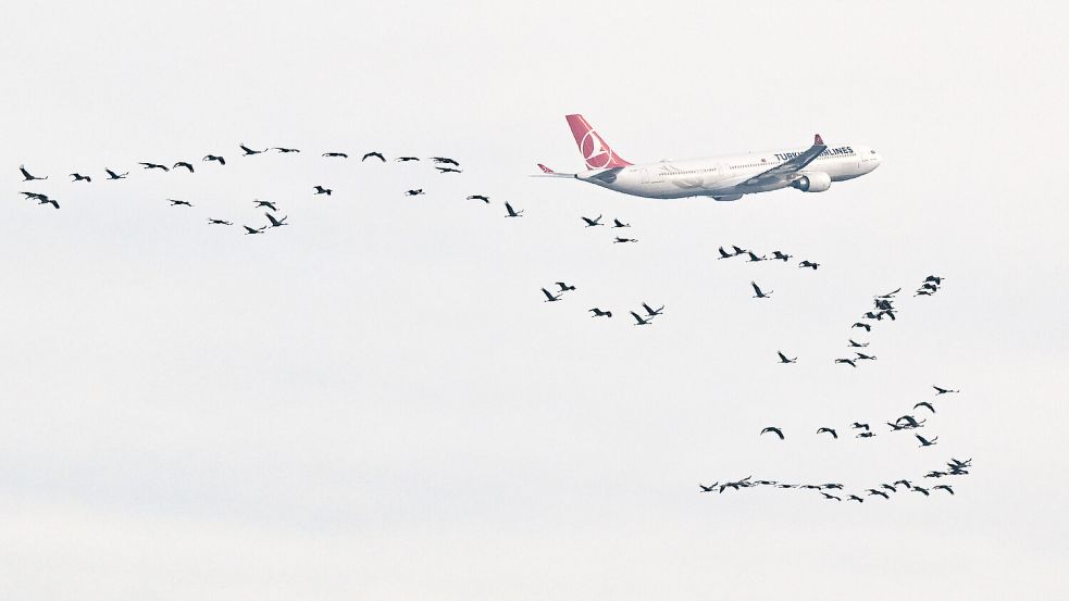 Vogelschlag als tödlicher Faktor? So groß ist das Risiko für Flugzeuge weltweit. Foto: dpa/Patrick Pleul