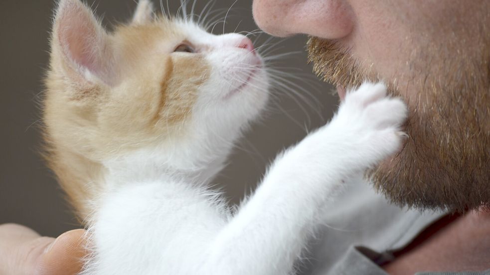 Tierschützer im Kreis Leer kümmern sich um Katzen. Symbolfoto: Pixabay