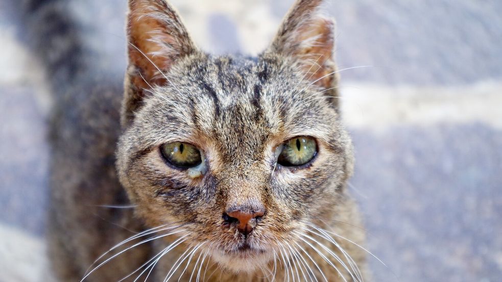 Herrenlose Katzen haben oft Verletzungen und Krankheiten. Symbolfoto: Pixabay